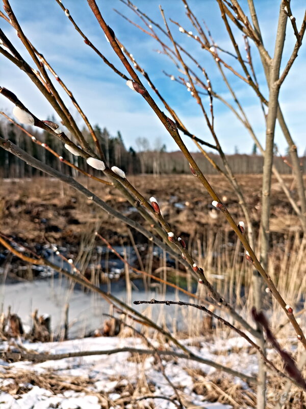 Середина марта - Veera V Середина марта - Veera V