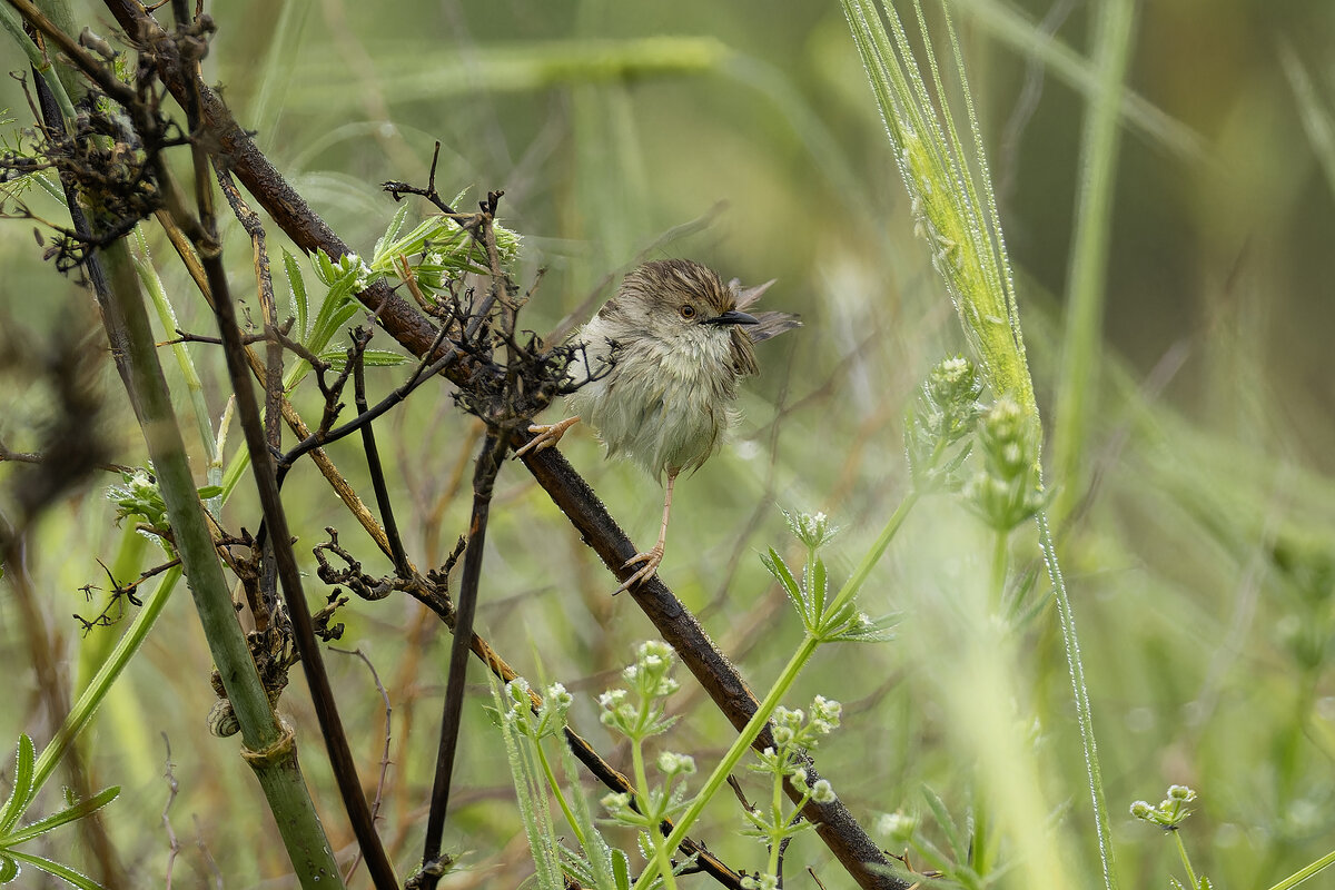 Изящная приния. - Alexander Amromin Изящная приния. - Alexander Amromin