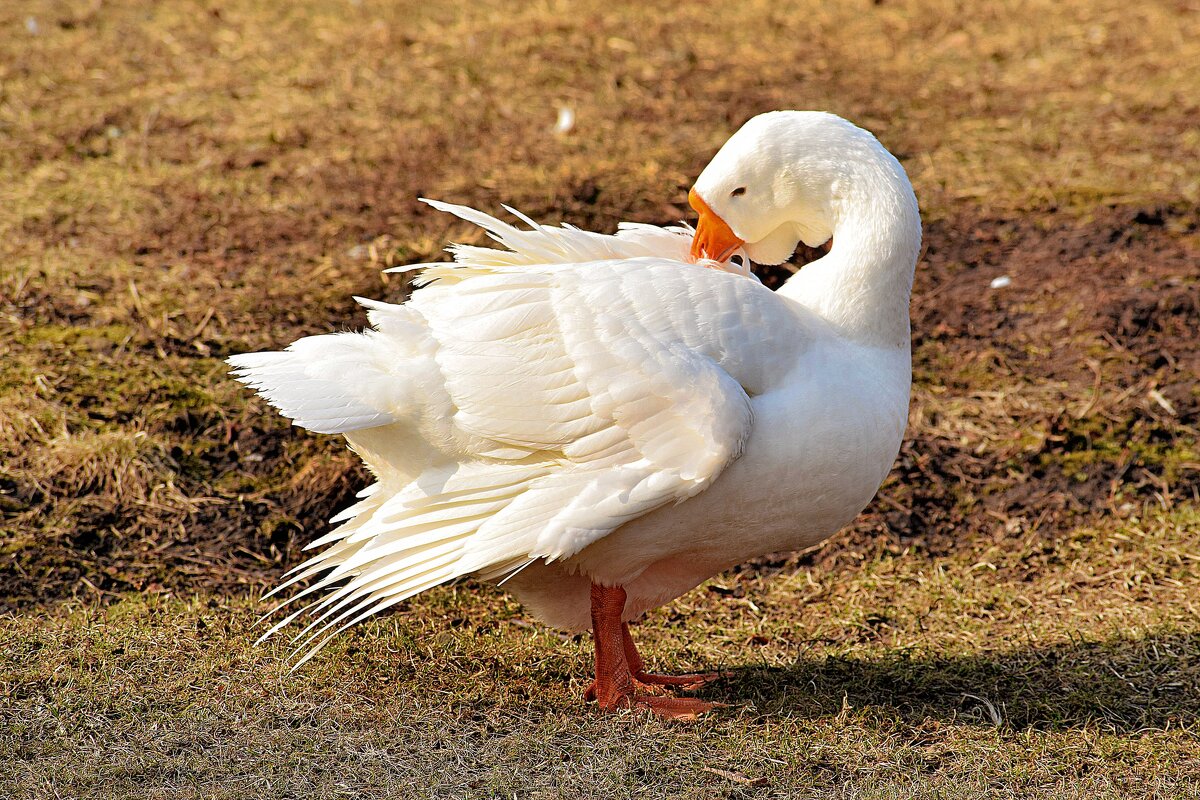 Щас пёрышки почищу и пойду в МИР!!! - Татьяна Помогалова Щас пёрышки почищу и пойду в МИР!!! - Татьяна Помогалова