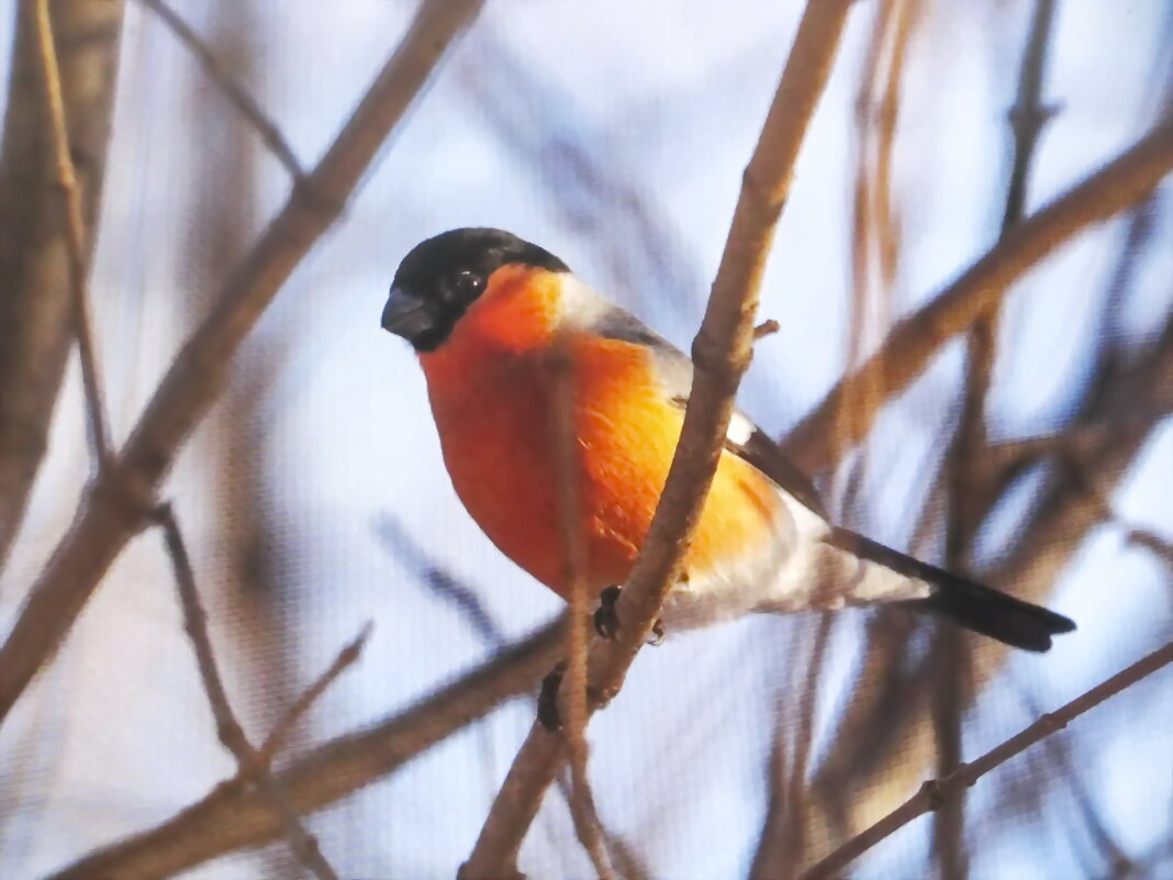 Ещё не улетели - Людмила Смородинская Ещё не улетели - Людмила Смородинская
