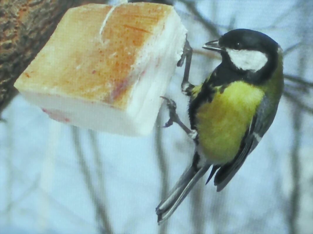 Любительница сала - Людмила Смородинская Любительница сала - Людмила Смородинская