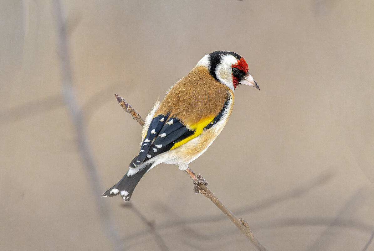 цегол. - юрий макаров цегол. - юрий макаров