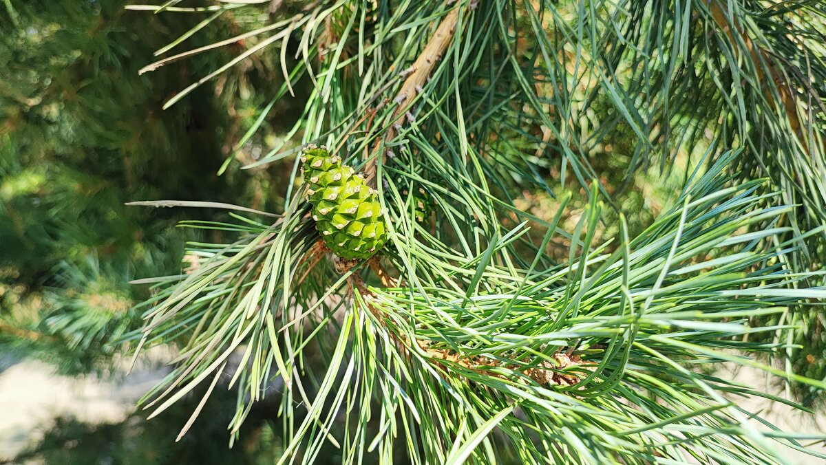 ,,, - Сергей Тимоновский