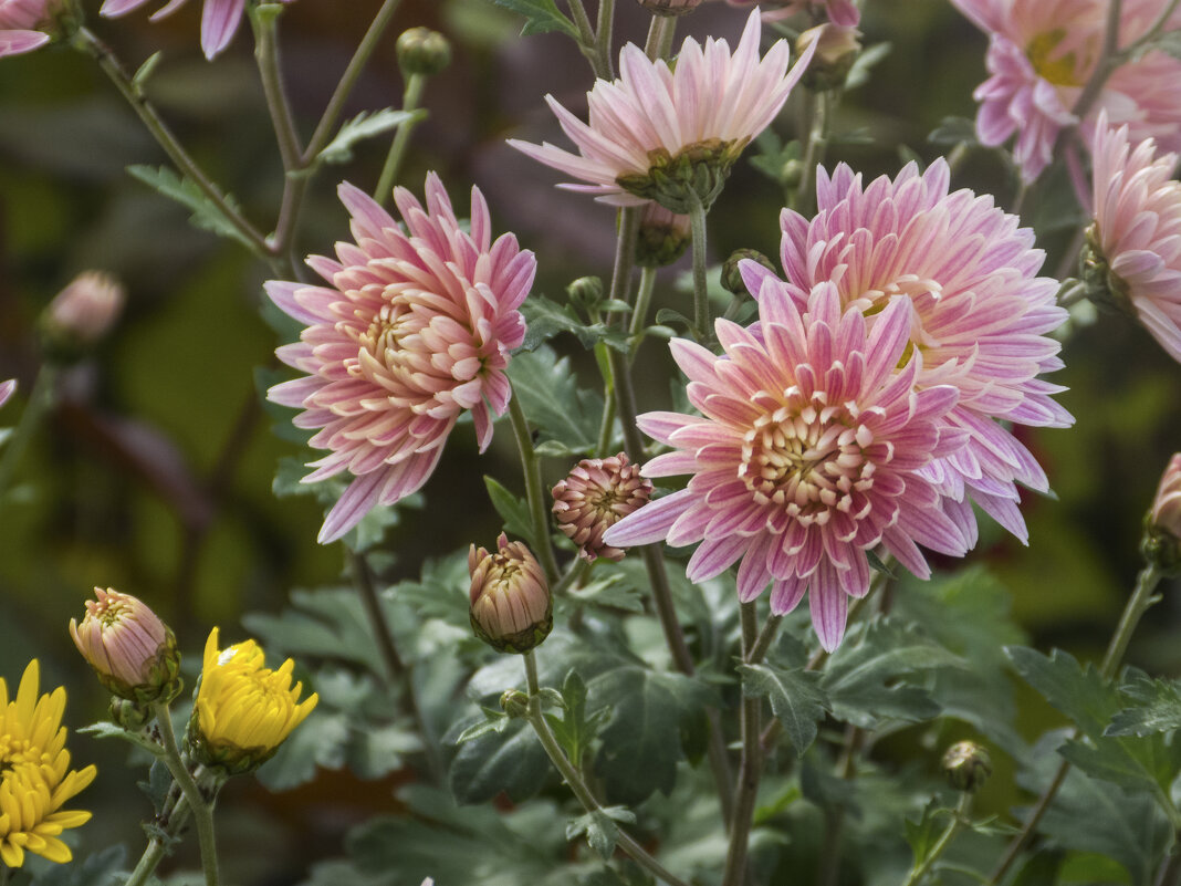 Хризантемы - Валентин Семчишин Хризантемы - Валентин Семчишин