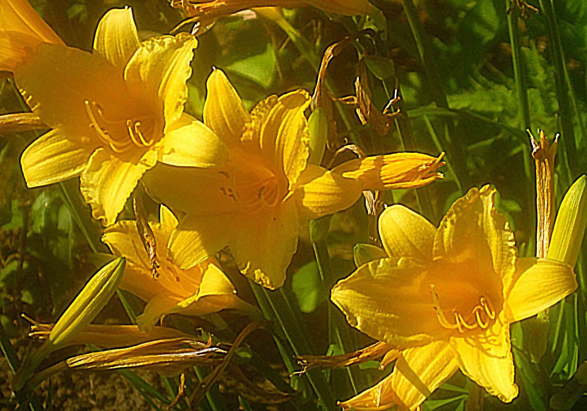 Солнечные Ли.. - Елена Семигина Солнечные Ли.. - Елена Семигина