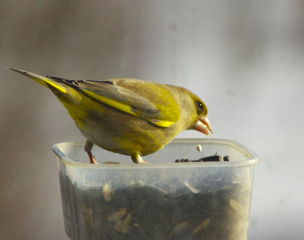 Первая "ласточка" :) - Юрий Куликов Первая "ласточка" :) - Юрий Куликов