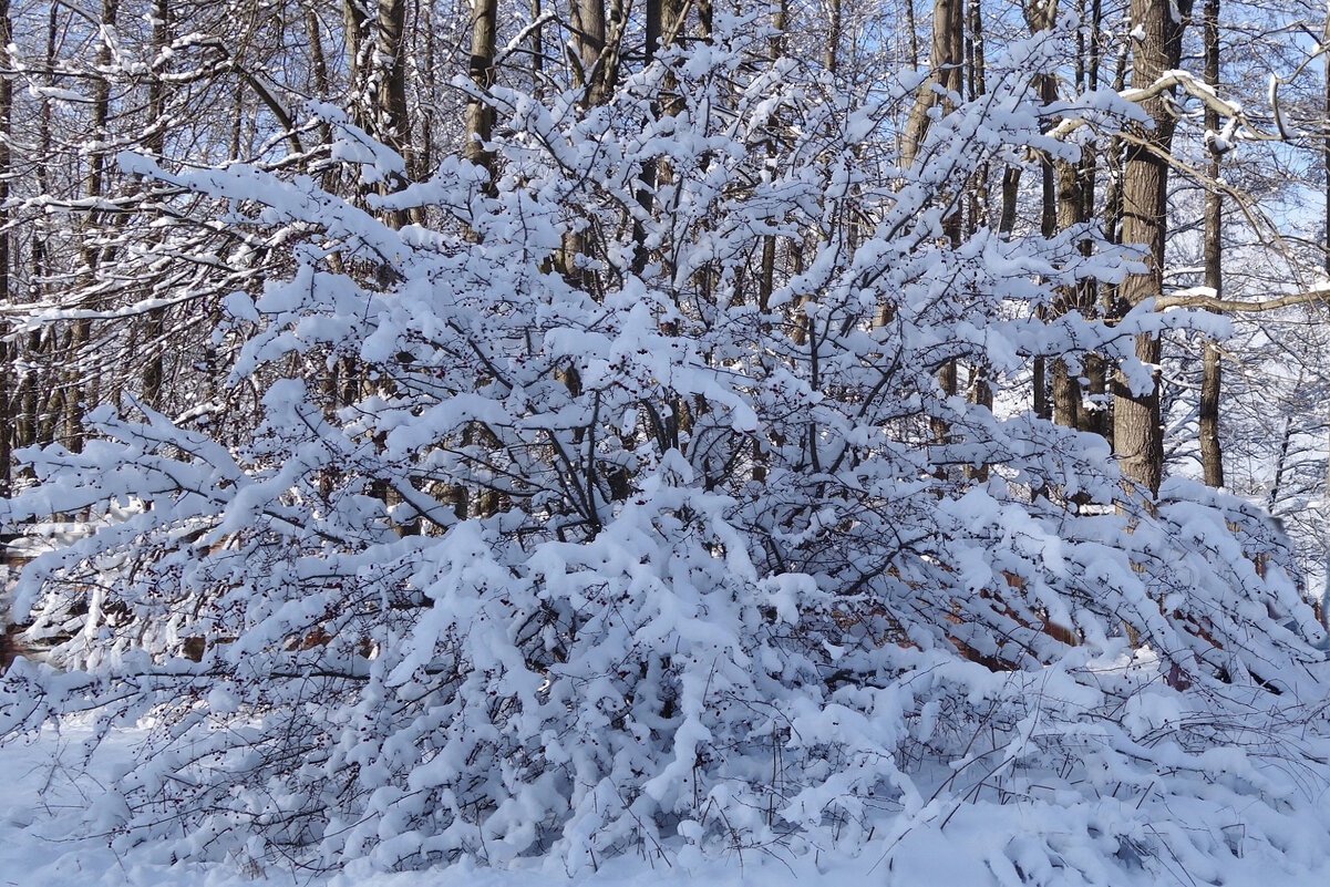 Окрестности Калининграда - Рита Симонова Окрестности Калининграда - Рита Симонова