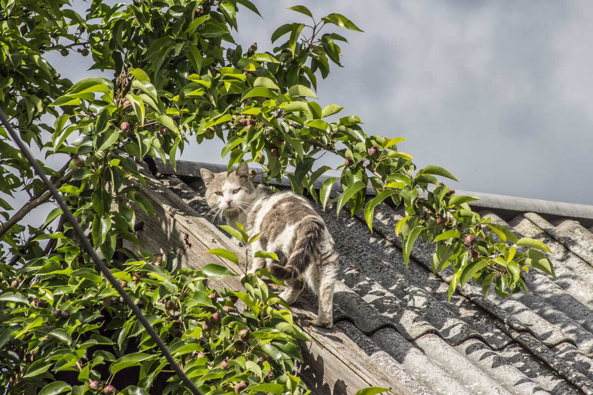Портрет залихвацкого Кота - Коля Лукашов Портрет залихвацкого Кота - Коля Лукашов