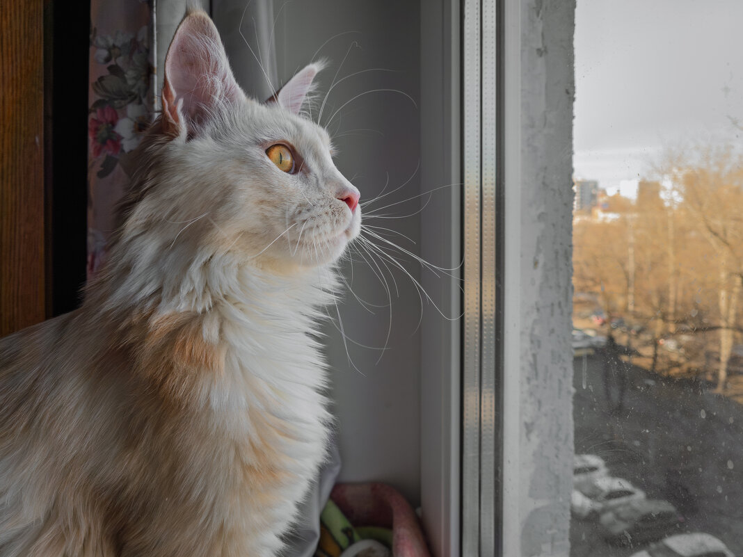 Эльза. - Борис Калитенко