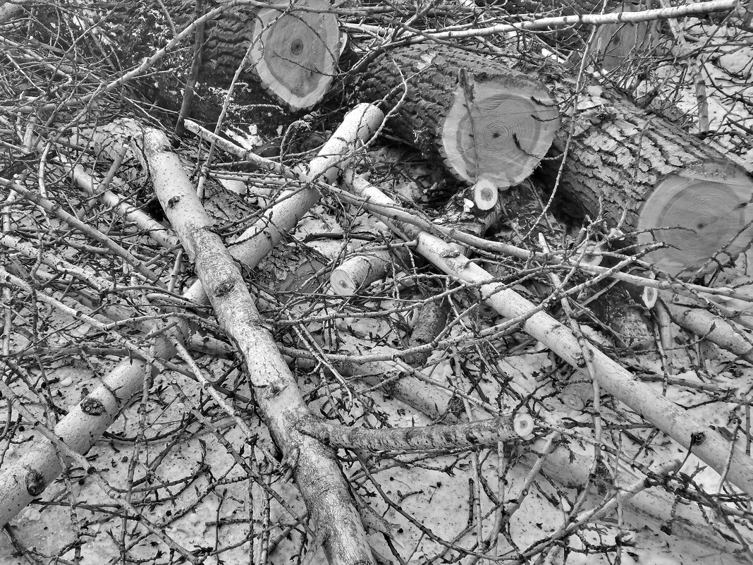 В дрова - Пересмешник .