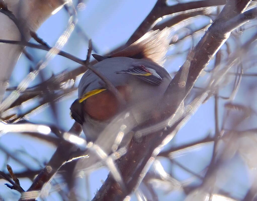 Свиристели прилетели. - Владимир Мигонькин Свиристели прилетели. - Владимир Мигонькин