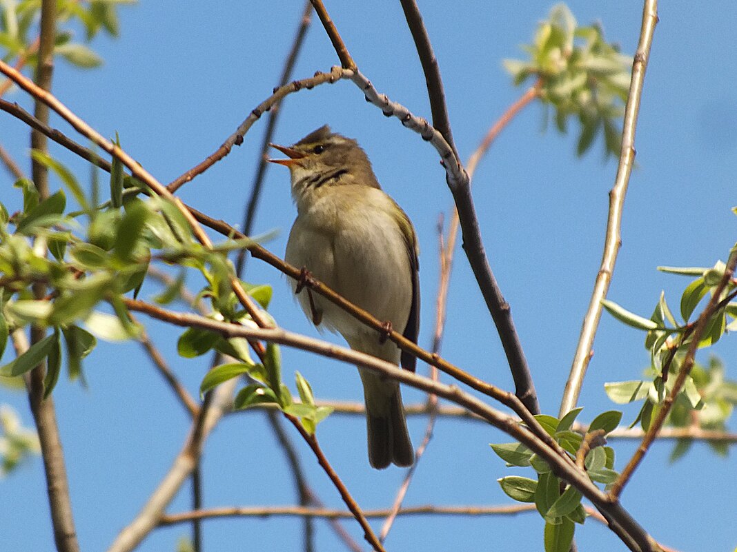 **** - Зоя Мишина **** - Зоя Мишина