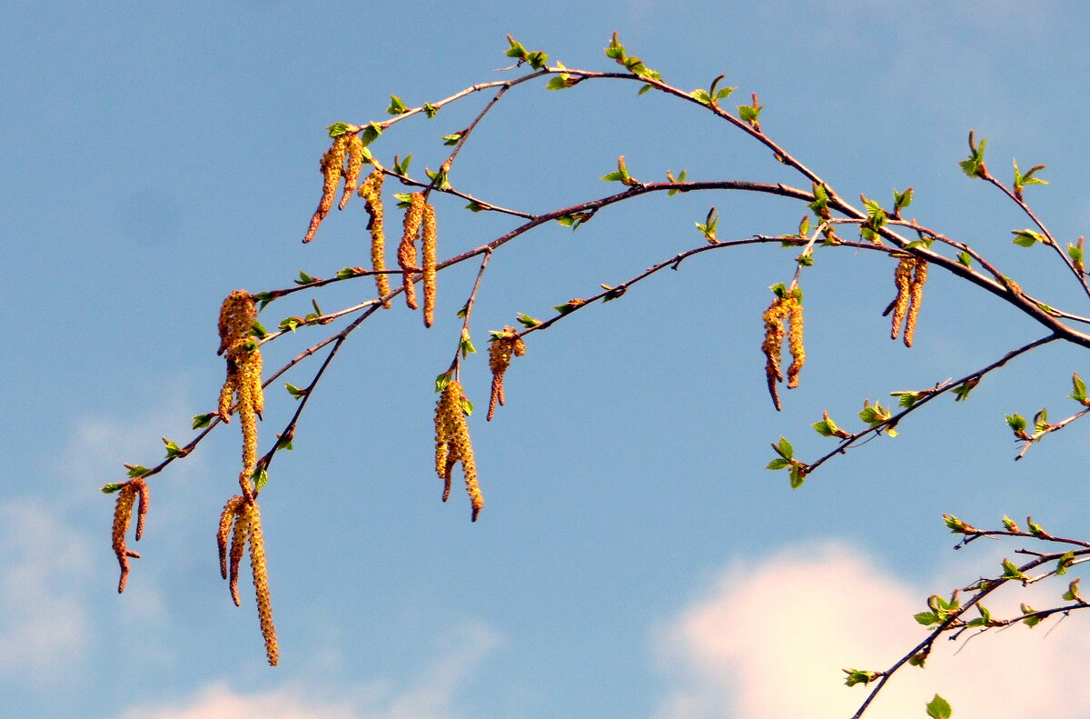 Весенняя берёзка. - nadyasilyuk Вознюк