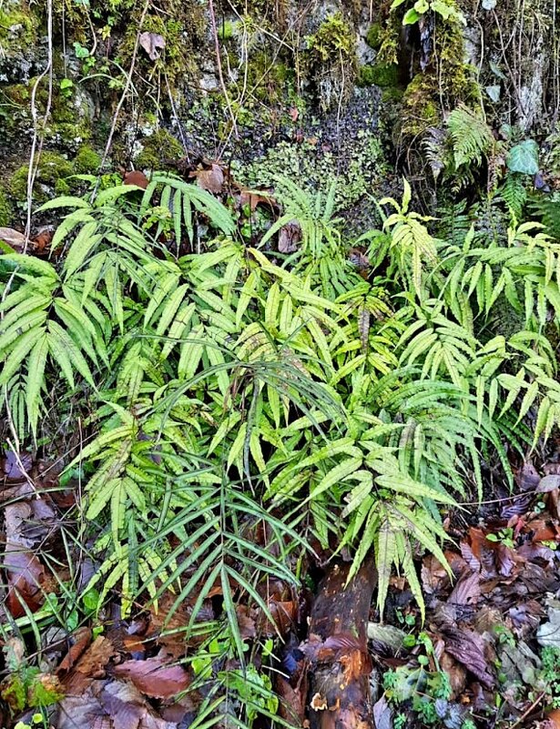 Солох Аул Сочи - Tata Wolf