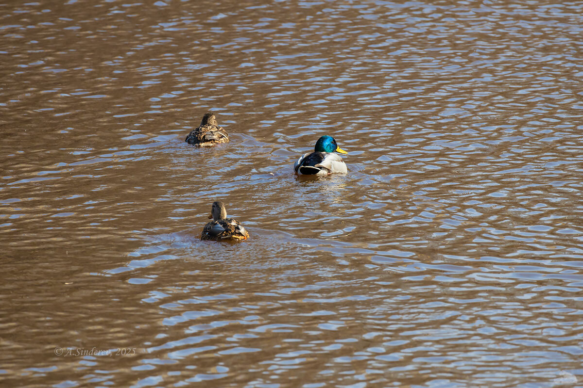 Утицы и селезень на реке - Александр Синдерёв