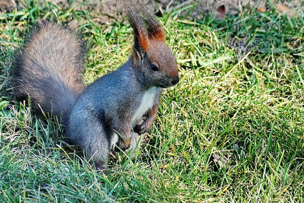 Завезённая в парк Галицкого... - Николай Саржанов Завезённая в парк Галицкого... - Николай Саржанов