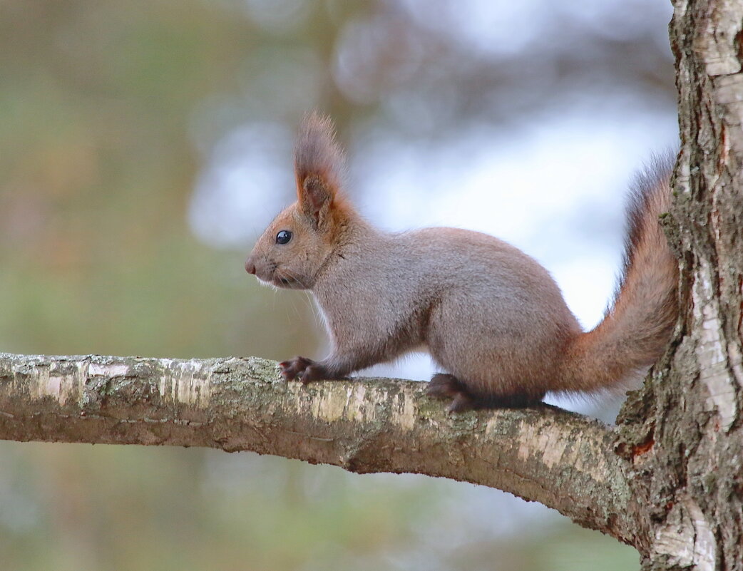 попрыгунья ... - Andrey Bragin попрыгунья ... - Andrey Bragin