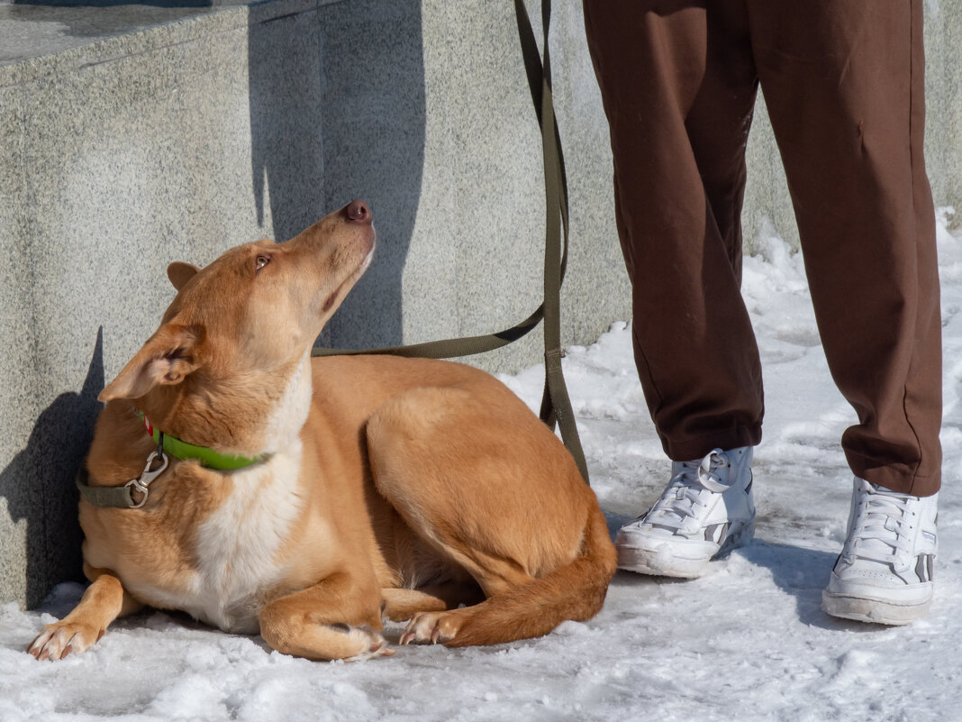 Преданность - Игорь Волков