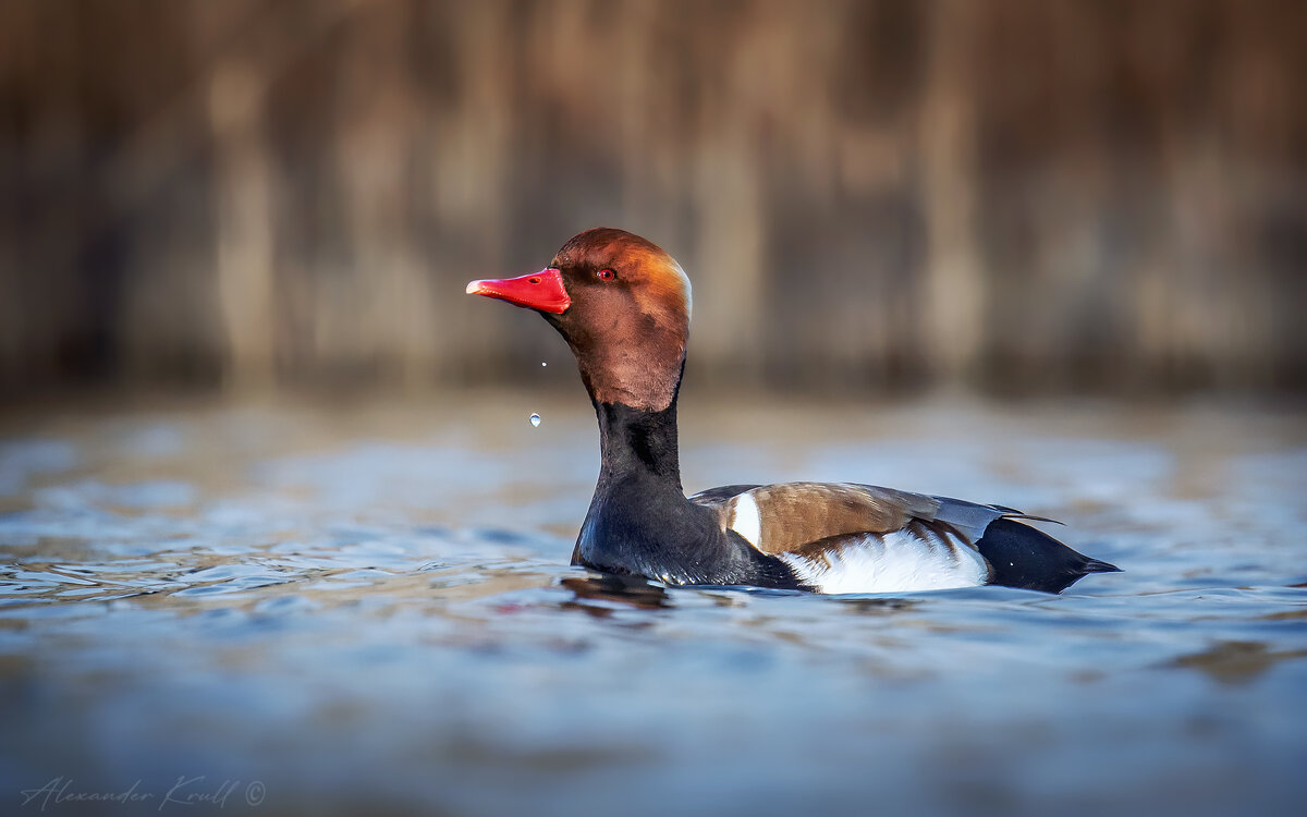 Две капли - Александр К. Две капли - Александр К.