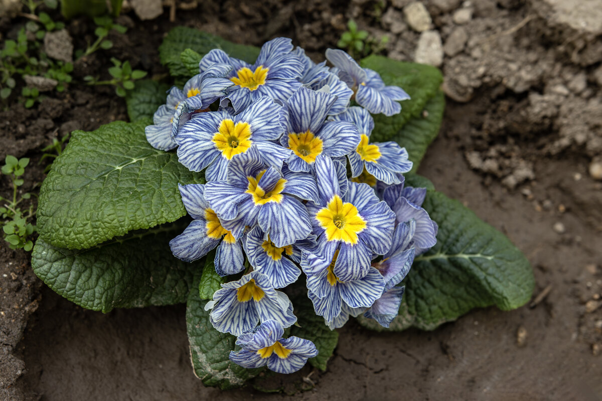 Королева весеннего сада - Валерий Басыров Королева весеннего сада - Валерий Басыров