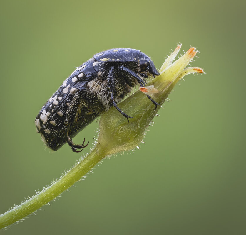 Бронзовка или пятнистый жук (Oxythyrea noemi). - Александр Григорьев