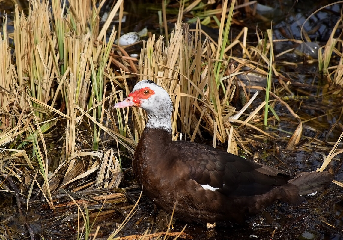 Знакомимся! - Валентина  Нефёдова 