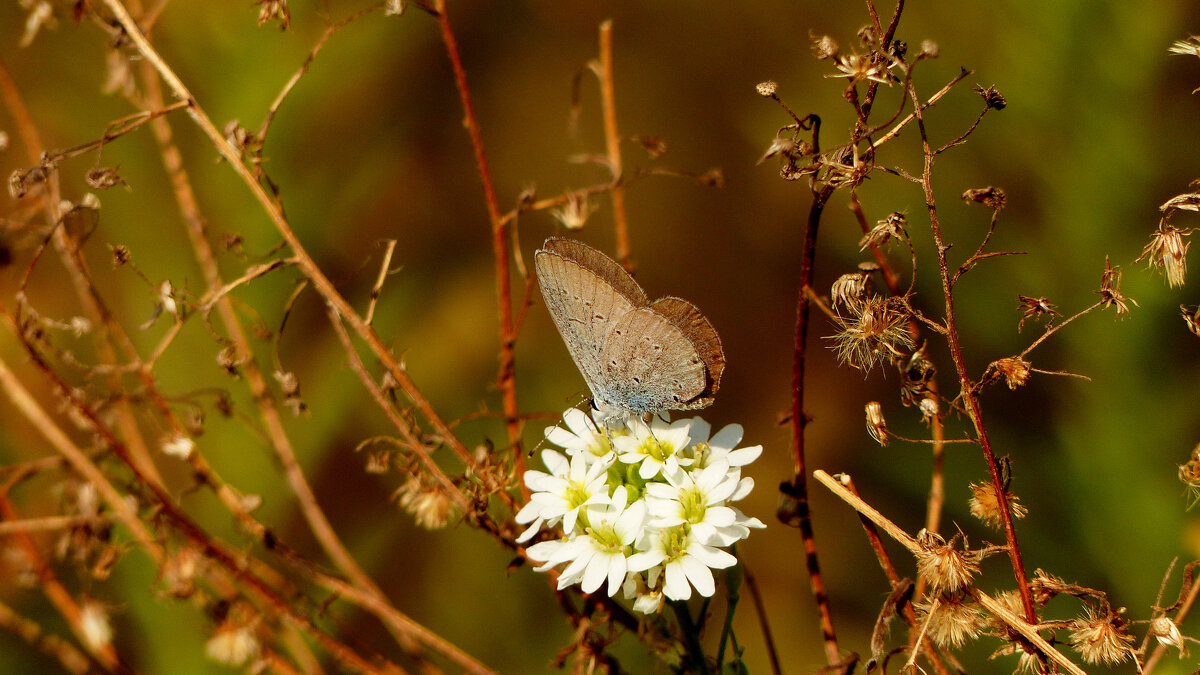 опять про бабочек 465 - Александр Прокудин опять про бабочек 465 - Александр Прокудин
