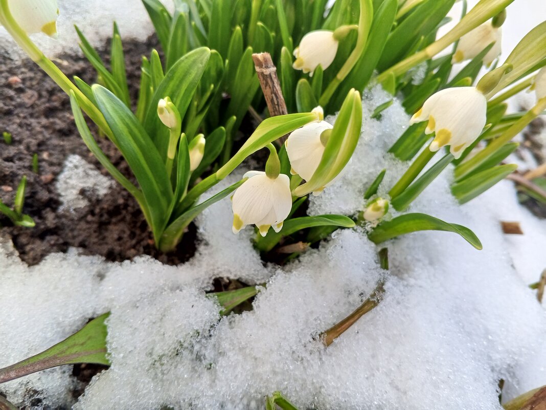 Белоцветник - Сапсан 