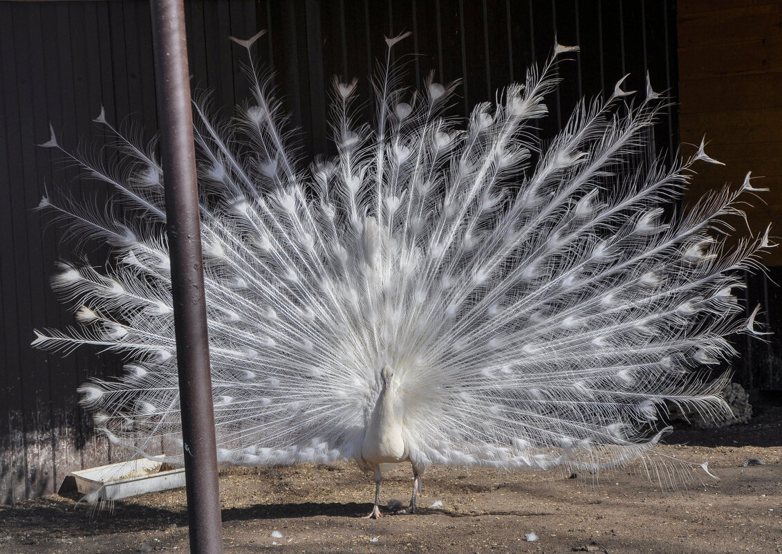 Белый палин - Татьяна Машошина