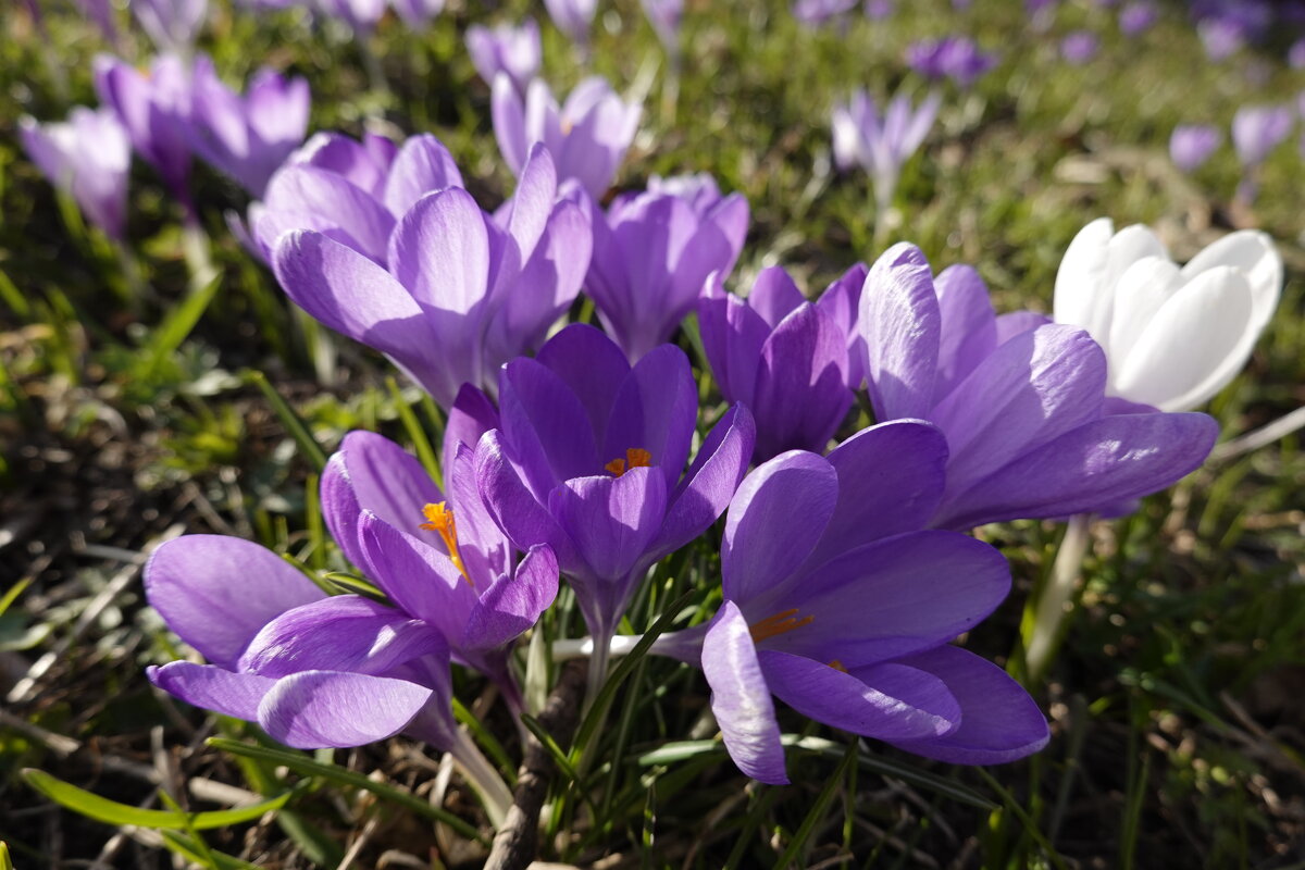 "Наступает весна...И опять - о, опять! - все пахуче, цветочно и птично..." - Галина "Наступает весна...И опять - о, опять! - все пахуче, цветочно и птично..." - Галина