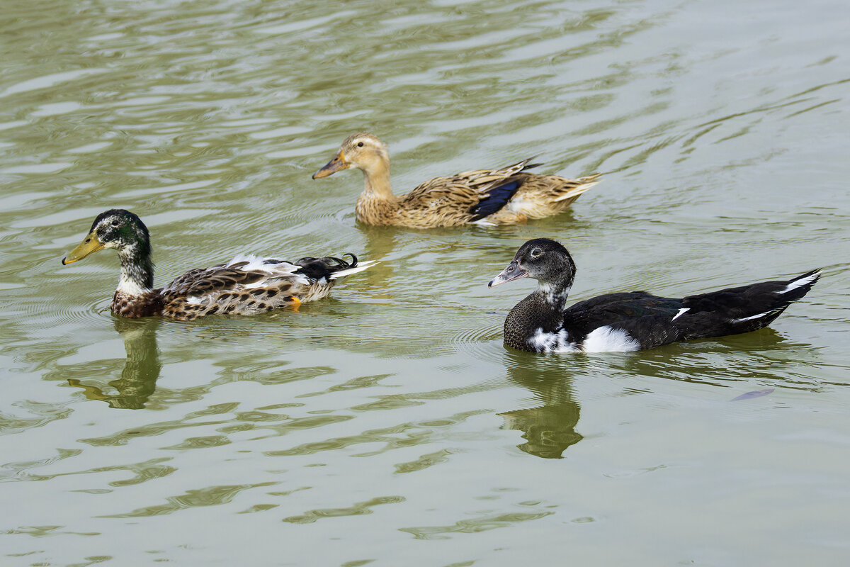 Кряквы. - Alexander Amromin Кряквы. - Alexander Amromin