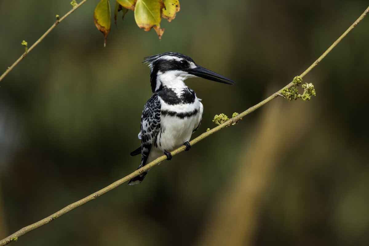 Малый пегий зимородок. - Alexander Amromin Малый пегий зимородок. - Alexander Amromin