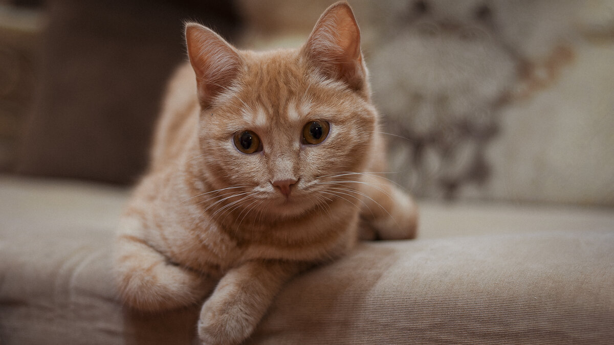 Ася - рыжая кошечка. - Вадим Басов Ася - рыжая кошечка. - Вадим Басов