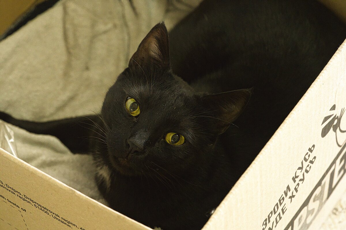 Зроби кусь ,буде хрусь - ujgcvbif 