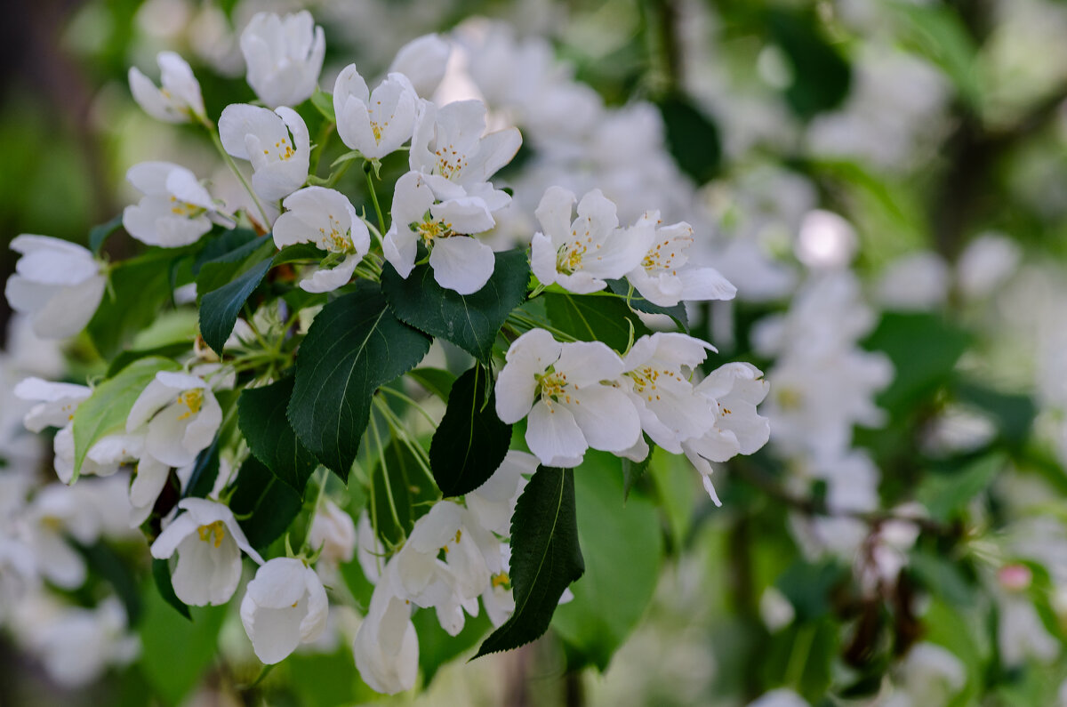 *** - Виктор Иванович Чернюк *** - Виктор Иванович Чернюк