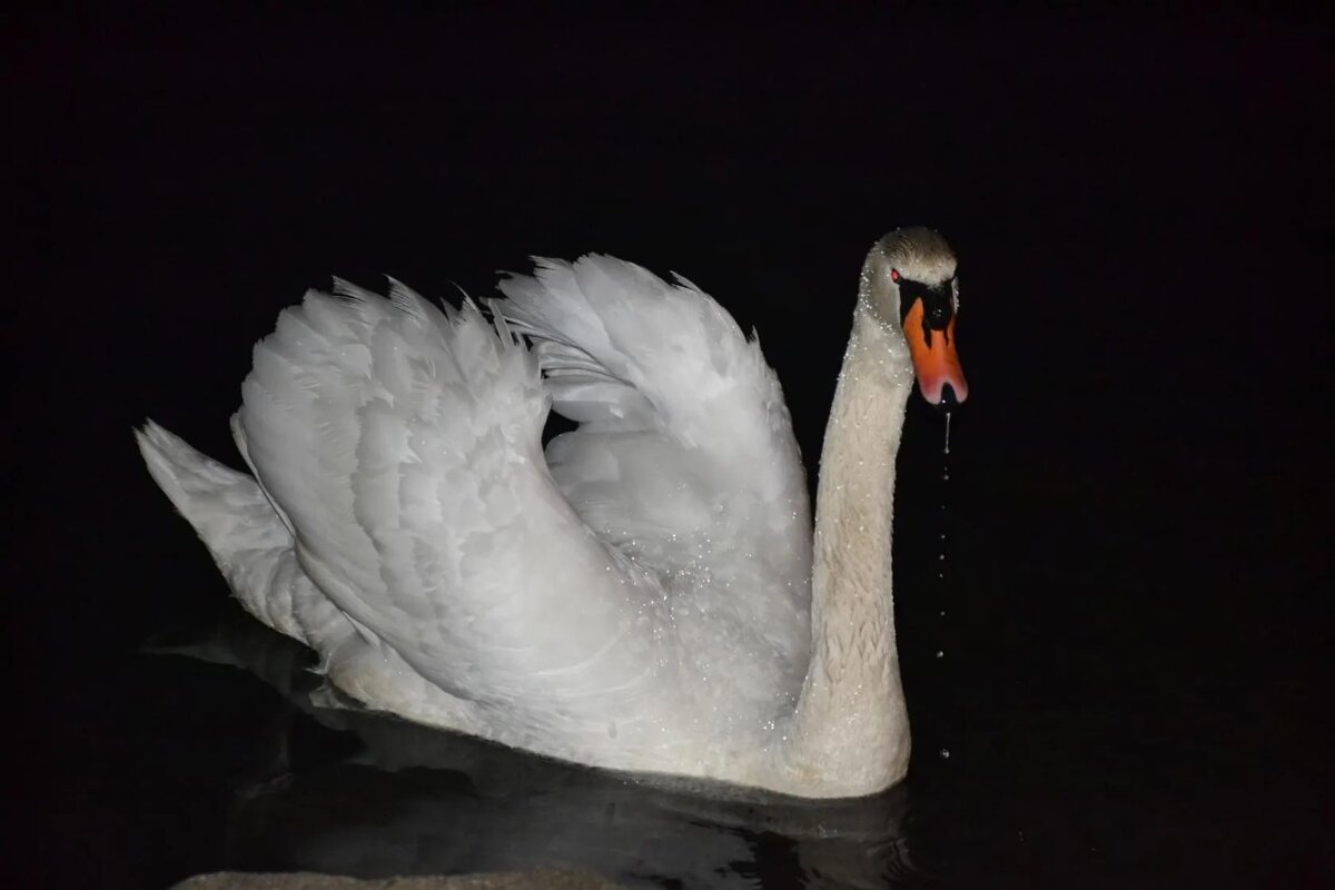 Белое на чёрном. - Надежда 