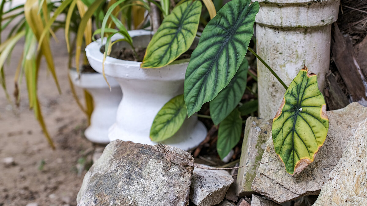 Игуана - Dmitry i Mary S Игуана - Dmitry i Mary S