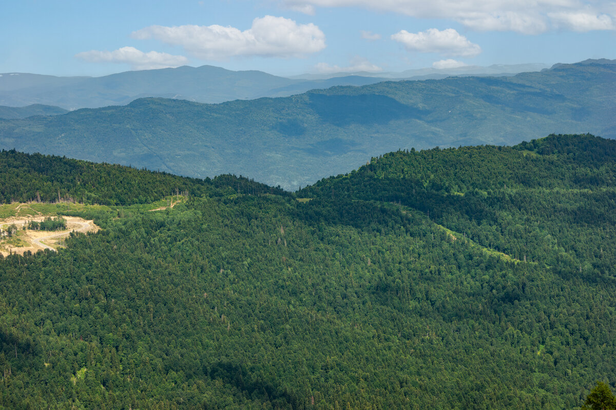 Леса в Адыгее - Игорь Сикорский Леса в Адыгее - Игорь Сикорский