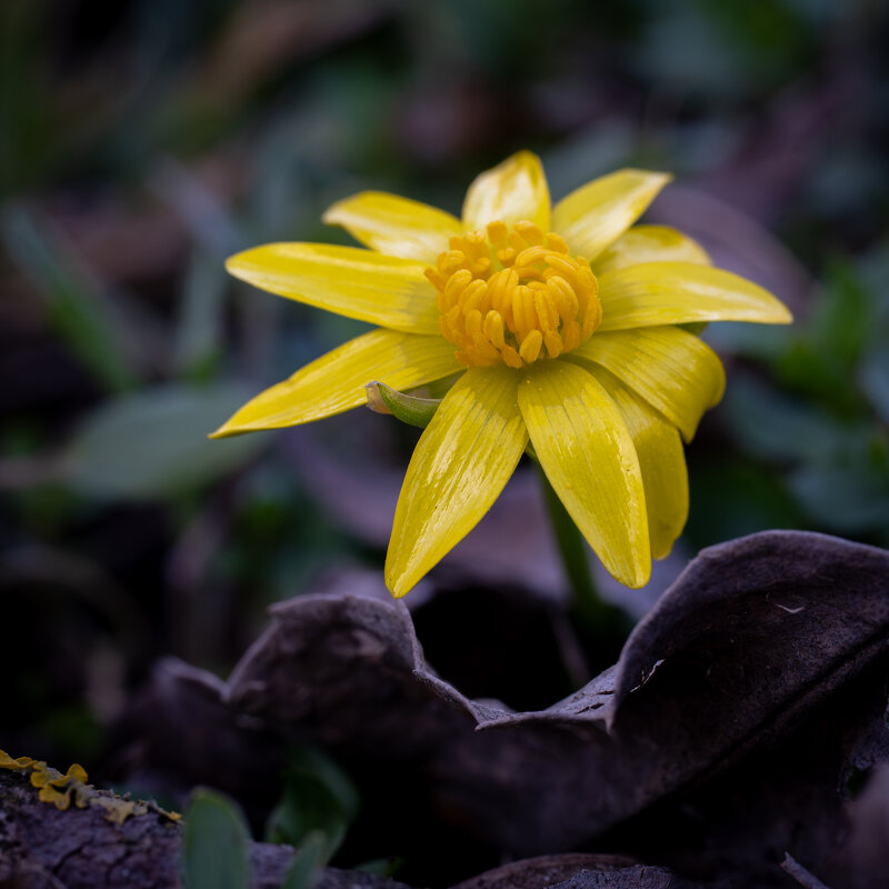 Первые весенние - Referee (Дмитрий)