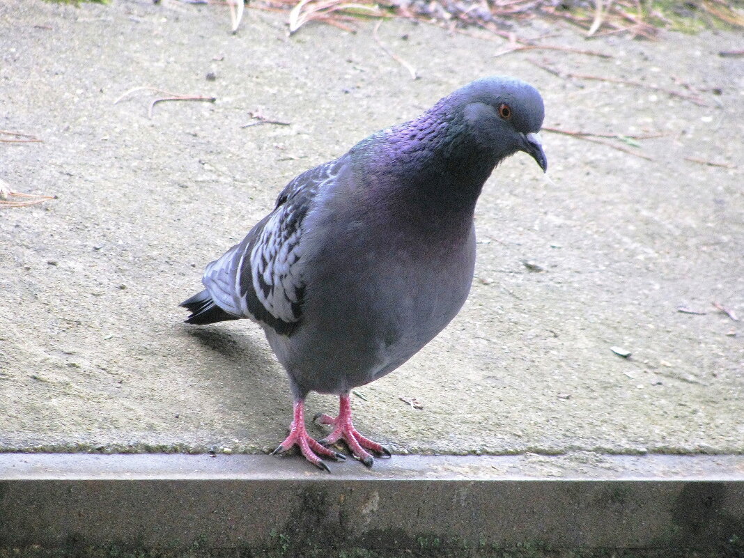 Прилетел поесть - Людмила Смородинская Прилетел поесть - Людмила Смородинская