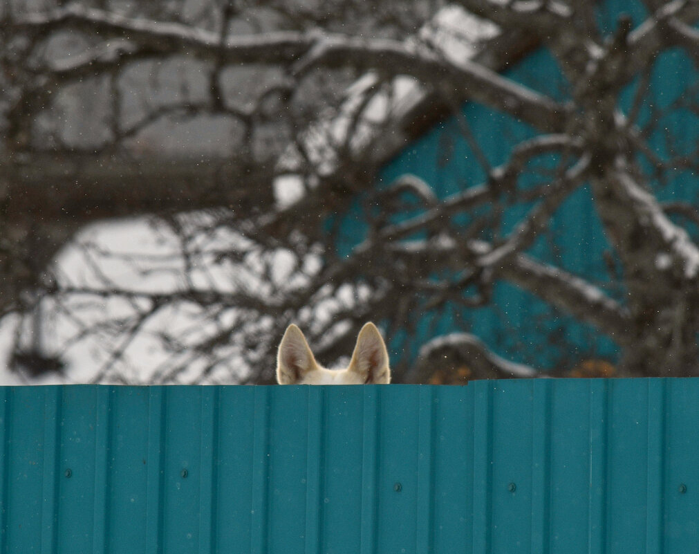 Откуда уши растут... - Сергей Шаврин Откуда уши растут... - Сергей Шаврин