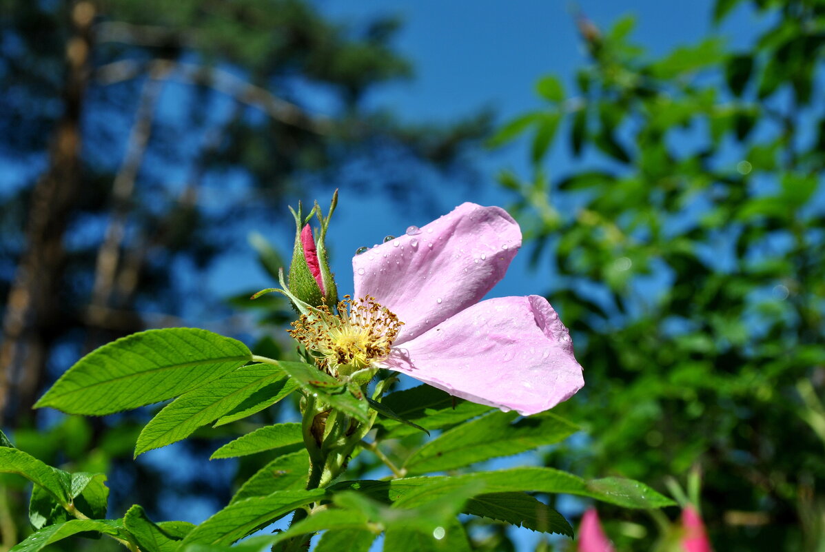 Летом - AleksSPb Лесниченко Летом - AleksSPb Лесниченко