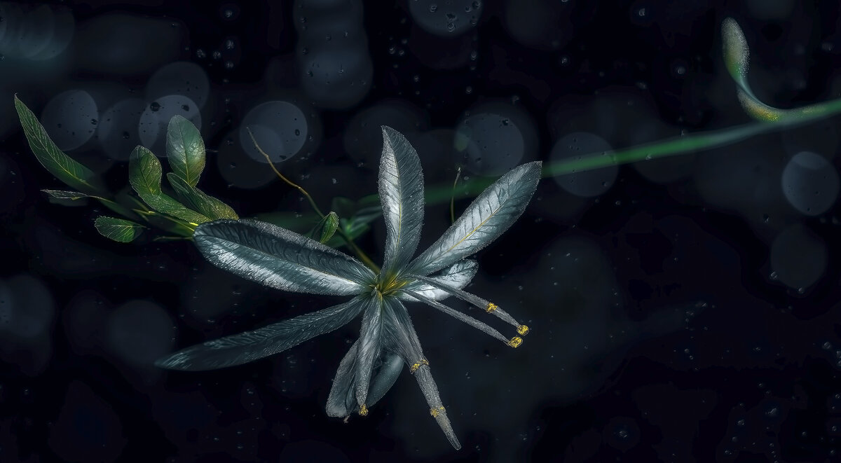 Цветок. - Владимир Владимир