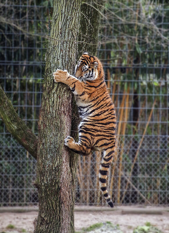 Котик на дереве - Андроник Александр 