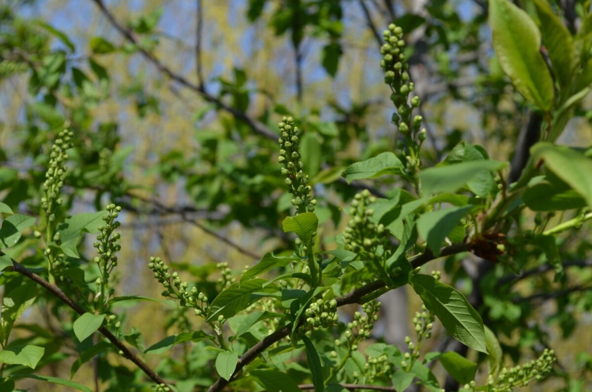 ,,, - Сергей Тимоновский