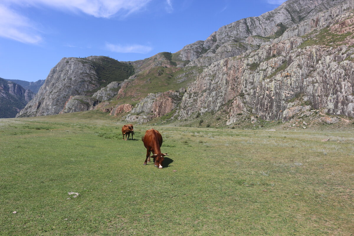 На вольном выпасе - Ольга На вольном выпасе - Ольга