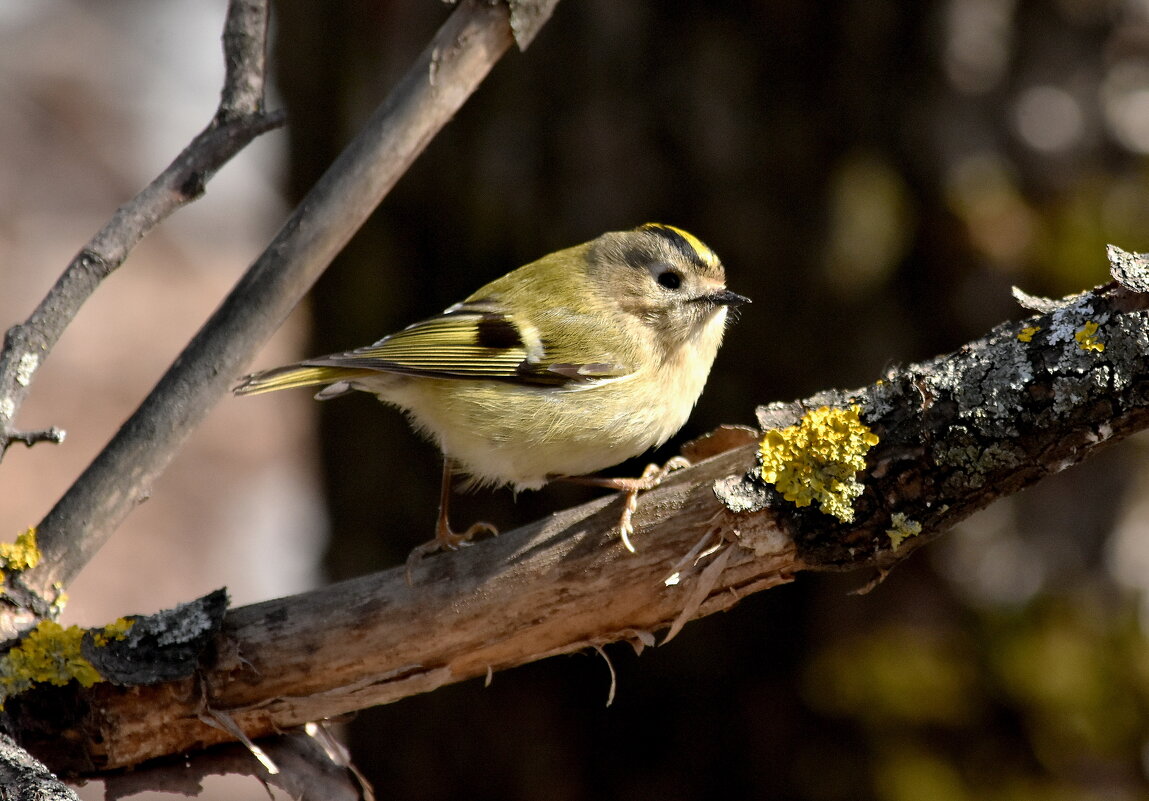 Королек. - Алексей .
