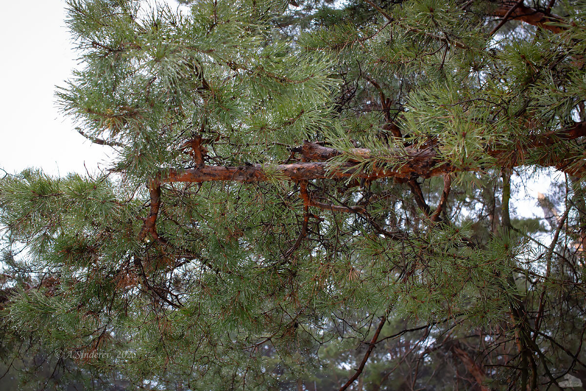 Сосновые ветви в каплях - Александр Синдерёв