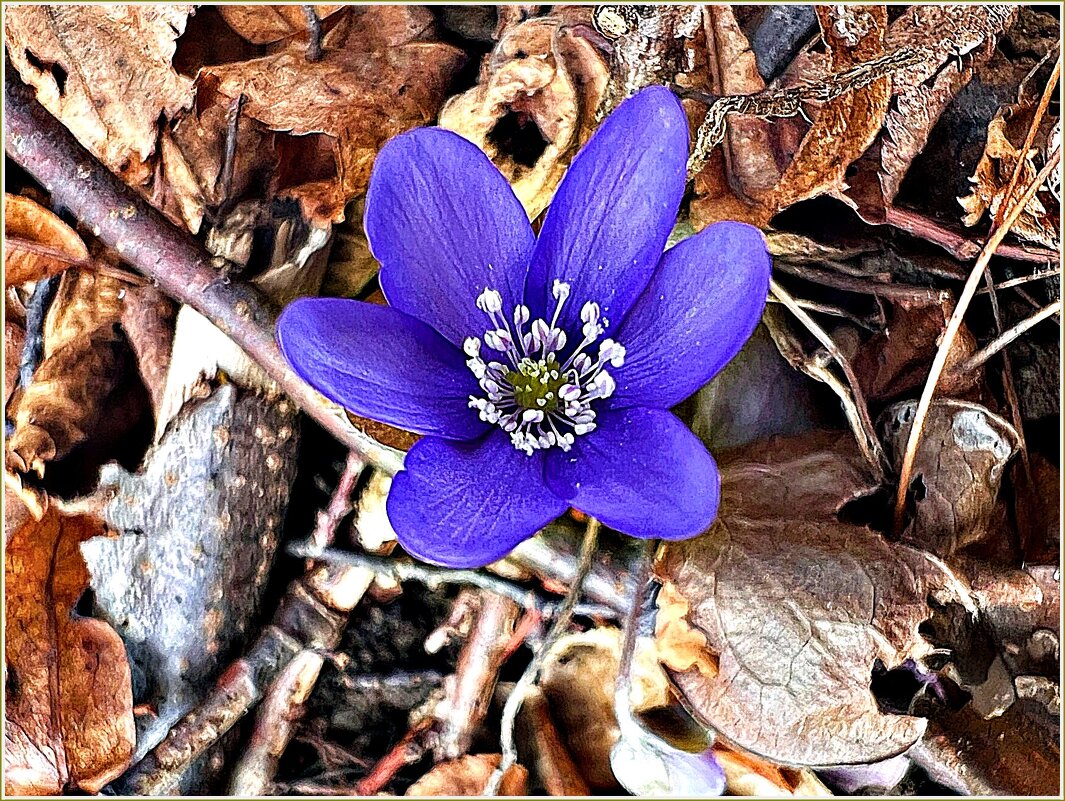 Прогулка по весеннему лесу. Печёночница. - Валерия Комова
