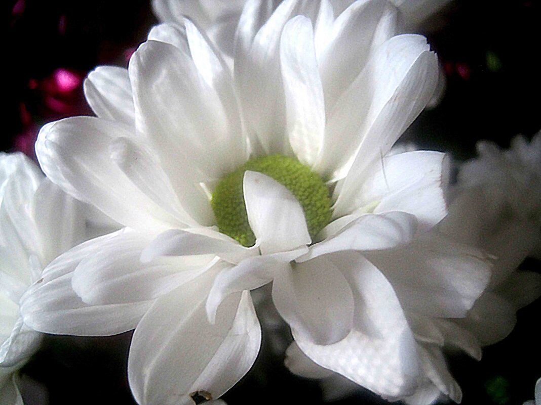 Хризантема - Елена Семигина Хризантема - Елена Семигина